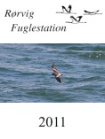 Rørvig Fuglestation - hent rapporten for 2011 her