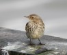 Water Pipit, Denmark 3rd of February 2003 Photo: Ole Krogh