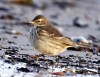 Water Pipit, Denmark 11th of January 2003 Photo: Carl Erik Mabeck