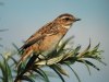Whinchat, Wallpaper - Whinchat (Saxicola rubetra) Bynkefugl, Denmark 15th of August 2002 Photo: Ole Krogh