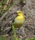 Citrine Wagtail x Yellow Wagtail, Denmark 16th of May 2003 Photo: Ole Zoltan Göller
