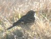 Meadow Pipit, Denmark 17th of March 2003 Photo: Peter Nielsen