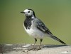 White Wagtail, Denmark 15th of August 2002 Photo: Ole Krogh