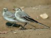 White Wagtail, Denmark 19th of August 2002 Photo: Rune Bjerre