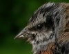 Rock Bunting, Denmark 31st of May 2003 Photo: Palle Nygaard
