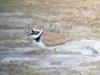 Little Ringed Plover, Denmark 11th of May 2003 Photo: John Kyed
