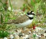 Little Ringed Plover, Denmark 28th of May 2002 Photo: Ole Krogh