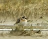 Lesser Sand Plover, Denmark 11th of July 2004 Photo: Jakob Dall
