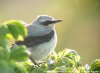 Northern Wheatear, Denmark 9th of May 2002 Photo: Rune Bjerre