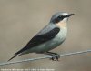 Northern Wheatear, Denmark 10th of May 2002 Photo: Rune Bjerre