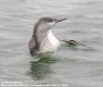 Red-throated Loon, Denmark 18th of November 2002 Photo: Per Poulsen