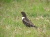 Ring Ouzel, Denmark 2nd of May 2004 Photo: Bent Carstensen