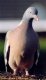 Common Wood Pigeon, Denmark 2000 Photo: Arne Lilhauge