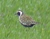 Pacific Golden Plover, Denmark 29th of April 2004 Photo: John Kyed