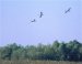 Siberian Crane, Russian Federation (inside WP) 5th of October 2001 Photo: Christian Leth