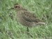 Pacific Golden Plover, Denmark 14th of October 2002 Photo: Ole Krogh