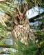 Long-eared Owl, Denmark 28th of March 2003 Photo: Ole Krogh