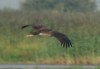 Black Stork, 1cy, Denmark 7th of August 2003 Photo: Ole Krogh