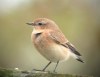 Northern Wheatear, Denmark 7th of August 2002 Photo: Peter Nielsen