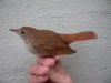 Common Nightingale, Denmark 4th of May 2002 Photo: Kenneth Rude Nielsen