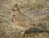 Crested Lark, Denmark 16th of March 2003 Photo: Ole Krogh