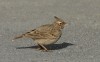 Crested Lark, Denmark 10th of March 2004 Photo: Ole Krogh