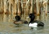 Tufted Duck, Denmark 8th of April 2003 Photo: Ole Krogh