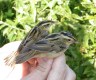 Aquatic Warbler, Denmark 10th of August 2003 Photo: John Kyed