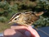 Aquatic Warbler, 1cy, Denmark 6th of August 2004 Photo: Ole Amstrup