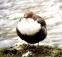White-throated Dipper, Denmark 5th of March 2003 Photo: Peter Nielsen
