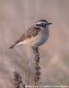 Whinchat, Denmark 11th of May 2002 Photo: Rune Bjerre