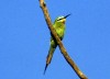 Blue-cheeked Bee-eater, First Danish record, Denmark 22nd of June 1989 Photo: Peter Lyngs