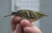 Yellow-browed Warbler, Denmark 17th of October 2001 Photo: Anders E. Sørensen
