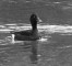 Ferruginous Duck, Male, Denmark 4th of April 1988 Photo: Lars Borup