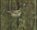 Booted Warbler, Denmark 16th of October 2001 Photo: Oluf Lou