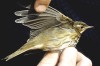 Olive-backed Pipit, 1cy - First Danish record, Denmark 7th of October 1982 Photo: Peter Lyngs