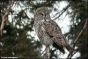 Great Grey Owl, Canada 25th of January 2003 Photo: Yann Kolbeinsson