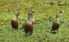 Lesser Whistling Duck, India 5th of March 2002 Photo: Ole Krogh