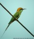 Arabian Green Bee-eater, India 24th of February 2002 Photo: Ole Krogh