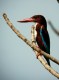White-throated Kingfisher, India 5th of March 2002 Photo: Ole Krogh