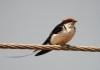 Wire-tailed Swallow, India 5th of March 2002 Photo: Ole Krogh