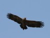 Steppe Eagle, India 14th of February 2004 Photo: Ole Krogh
