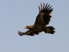 Steppe Eagle, India 15th of February 2004 Photo: Ole Krogh