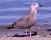 American Herring Gull, 2cy, Mexico 2nd of February 2002 Photo: Klaus Malling Olsen