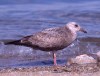 American Herring Gull, 3cy, Mexico 2nd of February 2002 Photo: Klaus Malling Olsen