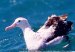 Tristan Albatros, New Zealand september 1998 Foto: Bo Tureby