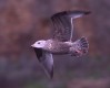 American Herring Gull, 2cy, USA 29th of January 2000 Photo: Klaus Malling Olsen