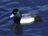 Greater Scaup, male, USA 26th of January 2000 Photo: Klaus Malling Olsen