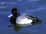 Lesser Scaup, male, USA 26th of January 2000 Photo: Klaus Malling Olsen