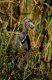 Tricolored Heron, USA April 2000 Photo: Peter Christiansen